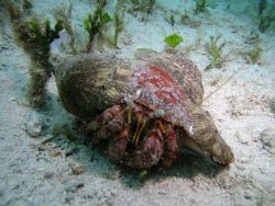 A Hermit Crab taken during a shore dive in Cozumel. Stunn... by Phil Martinez 